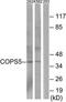 COP9 Signalosome Subunit 5 antibody, TA312788, Origene, Western Blot image 