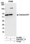 Catalase antibody, A304-767A, Bethyl Labs, Immunoprecipitation image 