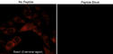 Roundabout Guidance Receptor 1 antibody, RP2791, ECM Biosciences, Immunocytochemistry image 
