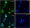Urothelium Marker antibody, NBP1-72042, Novus Biologicals, Immunocytochemistry image 