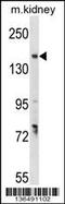 Protein GREB1 antibody, 58-693, ProSci, Western Blot image 