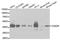 CXADR Ig-Like Cell Adhesion Molecule antibody, A1822, ABclonal Technology, Western Blot image 