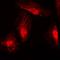 RAN Binding Protein 6 antibody, orb215125, Biorbyt, Immunofluorescence image 