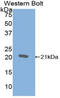 Cytotoxic T-Lymphocyte Associated Protein 4 antibody, LS-C293646, Lifespan Biosciences, Western Blot image 