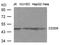 CD209 antibody, 79-703, ProSci, Western Blot image 