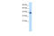 Protein HEXIM1 antibody, 28-086, ProSci, Enzyme Linked Immunosorbent Assay image 