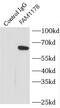 Family With Sequence Similarity 117 Member B antibody, FNab02957, FineTest, Immunoprecipitation image 