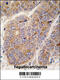 Apolipoprotein A2 antibody, 62-902, ProSci, Immunohistochemistry paraffin image 