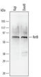 RELB Proto-Oncogene, NF-KB Subunit antibody, MAB2698, R&D Systems, Western Blot image 
