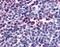 Attractin antibody, orb86412, Biorbyt, Immunohistochemistry paraffin image 