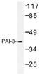 Protein C inhibitor antibody, AP01414PU-N, Origene, Western Blot image 