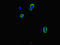 IGB antibody, orb41693, Biorbyt, Immunocytochemistry image 