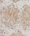 Spindle Apparatus Coiled-Coil Protein 1 antibody, FNab01374, FineTest, Immunohistochemistry frozen image 