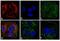 Mouse IgG (H+L) antibody, A24505, Invitrogen Antibodies, Immunofluorescence image 