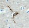 Hyaluronan and proteoglycan link protein 4 antibody, AF4085, R&D Systems, Immunohistochemistry paraffin image 