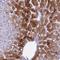 Ninjurin 1 antibody, HPA045063, Atlas Antibodies, Immunohistochemistry frozen image 