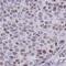 Nuclear Autoantigenic Sperm Protein antibody, NBP2-33928, Novus Biologicals, Immunohistochemistry frozen image 