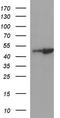 LIM/homeobox protein Lhx1 antibody, TA590598, Origene, Western Blot image 
