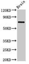 L3MBTL Histone Methyl-Lysine Binding Protein 4 antibody, LS-C399738, Lifespan Biosciences, Western Blot image 