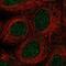 Galactosidase Beta 1 Like 2 antibody, PA5-63802, Invitrogen Antibodies, Immunofluorescence image 