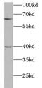 Syntaxin-12 antibody, FNab08446, FineTest, Western Blot image 