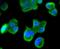 LDL Receptor Related Protein 1 antibody, NBP2-67418, Novus Biologicals, Immunofluorescence image 