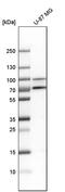Golgin A5 antibody, PA5-51495, Invitrogen Antibodies, Western Blot image 