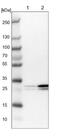 Eukaryotic Translation Initiation Factor 4H antibody, NBP1-83057, Novus Biologicals, Western Blot image 