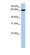 Zinc Finger Protein 891 antibody, NBP1-91383, Novus Biologicals, Western Blot image 