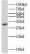 HscB Mitochondrial Iron-Sulfur Cluster Cochaperone antibody, FNab04020, FineTest, Western Blot image 