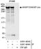 A-Kinase Anchoring Protein 13 antibody, A301-403A, Bethyl Labs, Immunoprecipitation image 