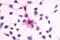 Melanocortin 4 Receptor antibody, GTX70733, GeneTex, Immunofluorescence image 