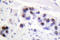 Histone Cluster 4 H4 antibody, LS-C176530, Lifespan Biosciences, Immunohistochemistry paraffin image 