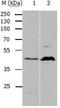 5-Hydroxytryptamine Receptor 1A antibody, orb107453, Biorbyt, Western Blot image 