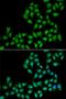 Elf1 antibody, PA5-77059, Invitrogen Antibodies, Immunofluorescence image 