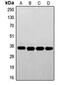 Folate Receptor Alpha antibody, MBS821269, MyBioSource, Western Blot image 