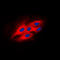 Protein Kinase C Substrate 80K-H antibody, LS-C352713, Lifespan Biosciences, Immunofluorescence image 