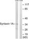 Syntaxin 1A antibody, LS-C199629, Lifespan Biosciences, Western Blot image 
