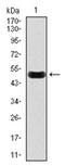 C-Reactive Protein antibody, AM06764SU-N, Origene, Western Blot image 