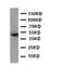 Ta antibody, orb48027, Biorbyt, Western Blot image 