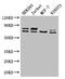 Neurofibromin 2 antibody, CSB-PA015741LA01HU, Cusabio, Western Blot image 