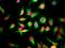 Lamin A/C antibody, LS-C204530, Lifespan Biosciences, Immunocytochemistry image 