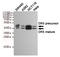 Death receptor 5 antibody, TA346934, Origene, Western Blot image 