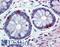 Free fatty acid receptor 1 antibody, LS-B4078, Lifespan Biosciences, Immunohistochemistry frozen image 