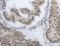 A-Kinase Anchoring Protein 8 antibody, LS-C405747, Lifespan Biosciences, Immunohistochemistry frozen image 
