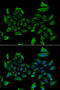 5'-Aminolevulinate Synthase 1 antibody, 15-004, ProSci, Immunofluorescence image 