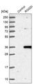 Rogdi Atypical Leucine Zipper antibody, HPA041000, Atlas Antibodies, Western Blot image 