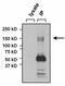 Nuclear factor of activated T-cells 5 antibody, GTX23446, GeneTex, Immunoprecipitation image 