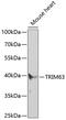 Tripartite Motif Containing 63 antibody, 18-941, ProSci, Western Blot image 