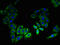 Leucine Rich Single-Pass Membrane Protein 2 antibody, LS-C378240, Lifespan Biosciences, Immunofluorescence image 